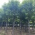 【当季热销】香花槐嫁接香花槐8-15公分大量出售全国发货