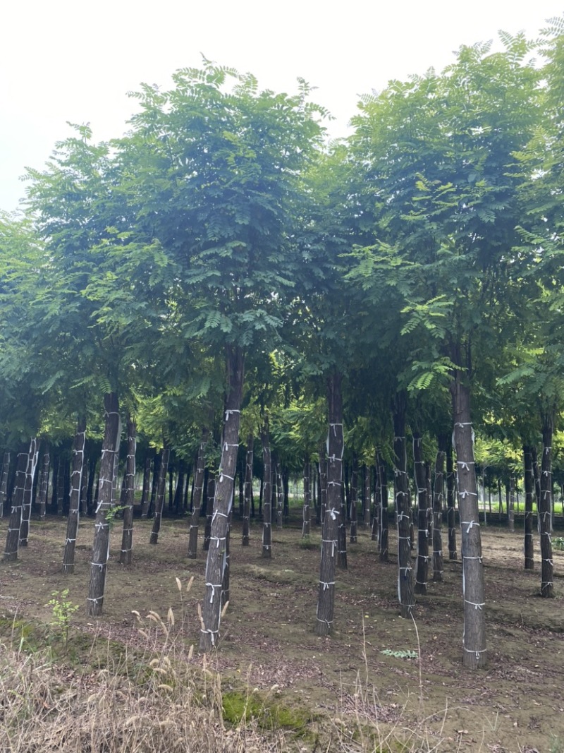 【当季热销】香花槐嫁接香花槐8-15公分大量出售全国发货