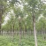 【当季热销】香花槐嫁接香花槐8-15公分大量出售全国发货