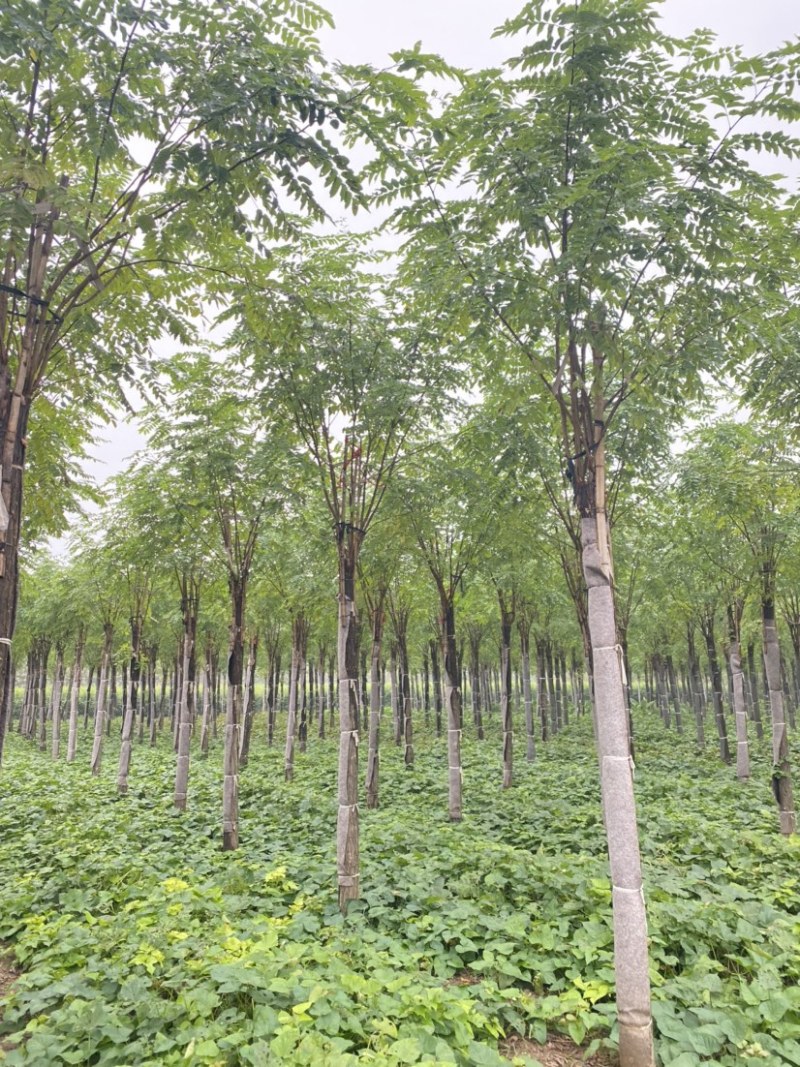 【当季热销】香花槐嫁接香花槐8-15公分大量出售全国发货