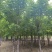【当季热销】香花槐嫁接香花槐8-15公分大量出售全国发货