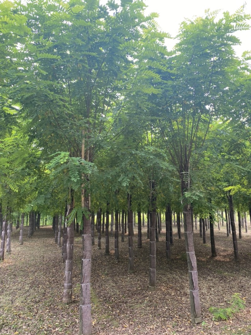 【当季热销】香花槐嫁接香花槐8-15公分大量出售全国发货