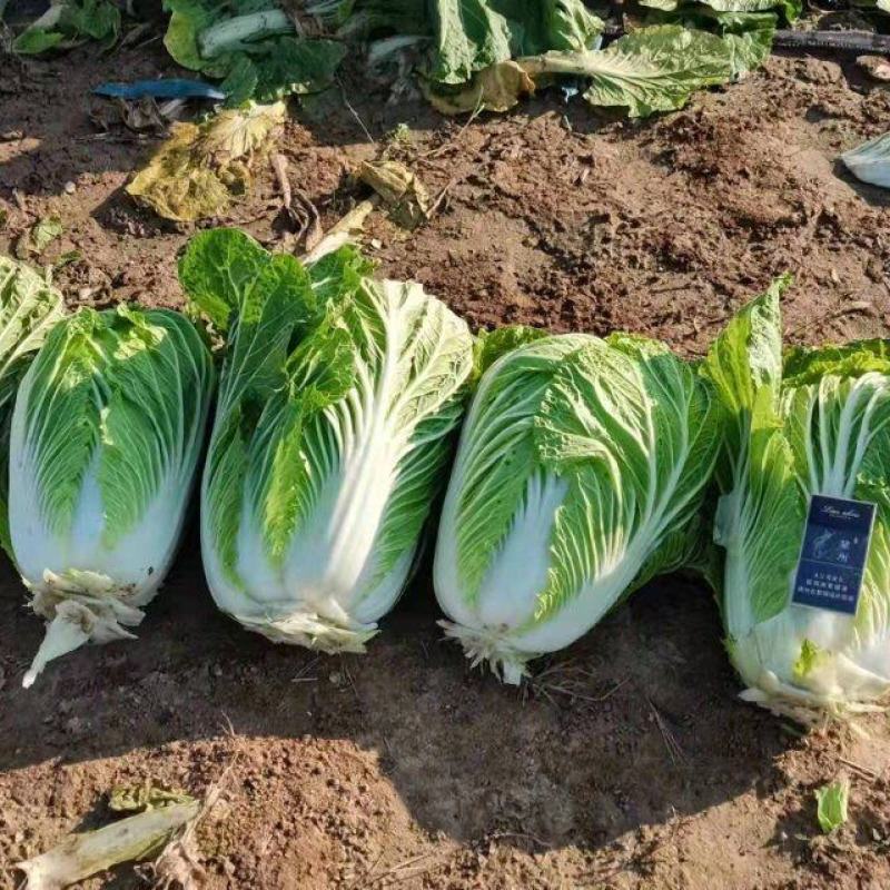 陕西渭南冷库白菜诚招客商社区团购供应链采购各大平台对接