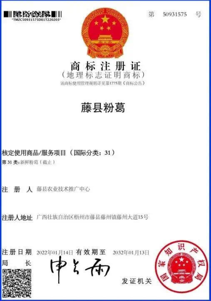 广西藤县葛根苗粉葛苗高产葛根苗粉葛苗