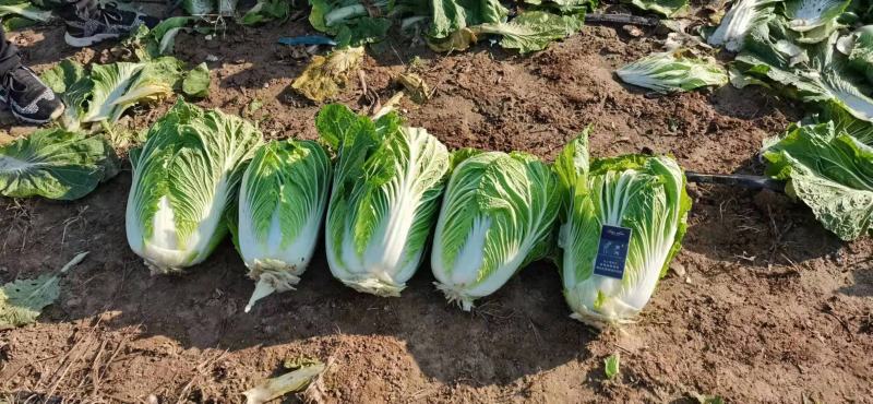 陕西渭南冷库白菜诚招客商社区团购供应链采购各大平台对接