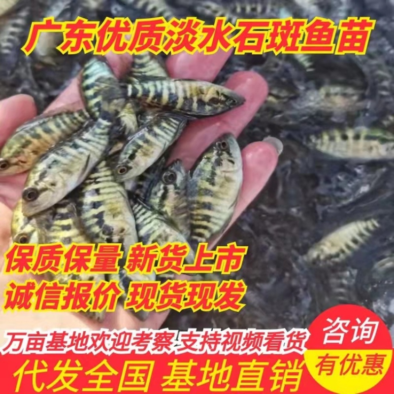 牛商推荐水产种苗石斑鱼苗淡水石斑鱼苗种苗