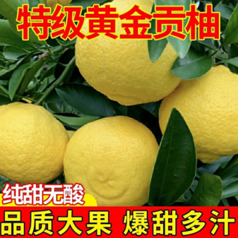 黄金贡柚爆甜多汁无酸口感好一件代发全国包邮