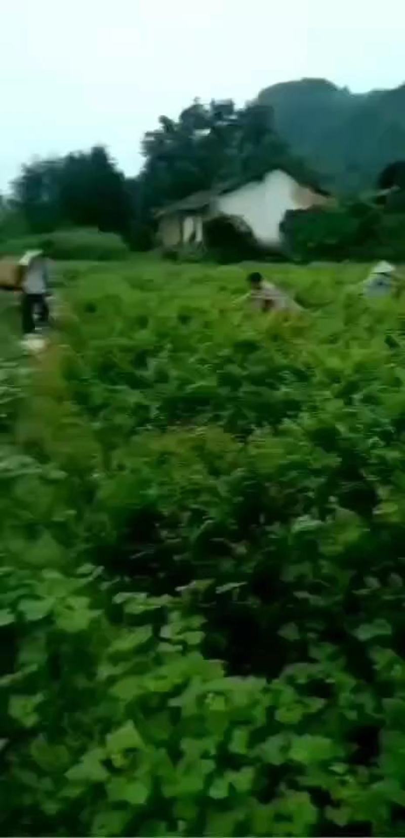 张家界莓茶