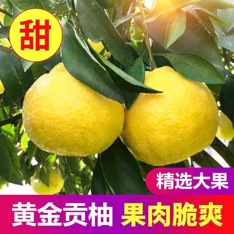 黄金贡柚爆甜多汁无酸口感好一件代发全国包邮