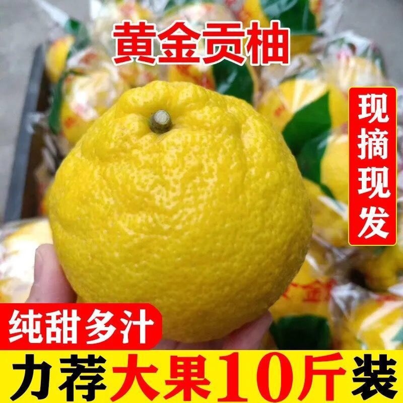 黄金贡柚爆甜多汁无酸口感好一件代发全国包邮