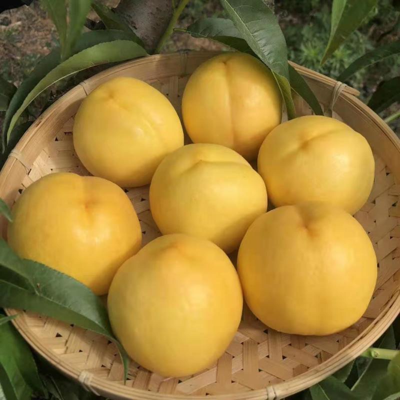 蒙阴蜜桃，大棚油桃上市口感甜蜜欢迎购买，对接市场商超