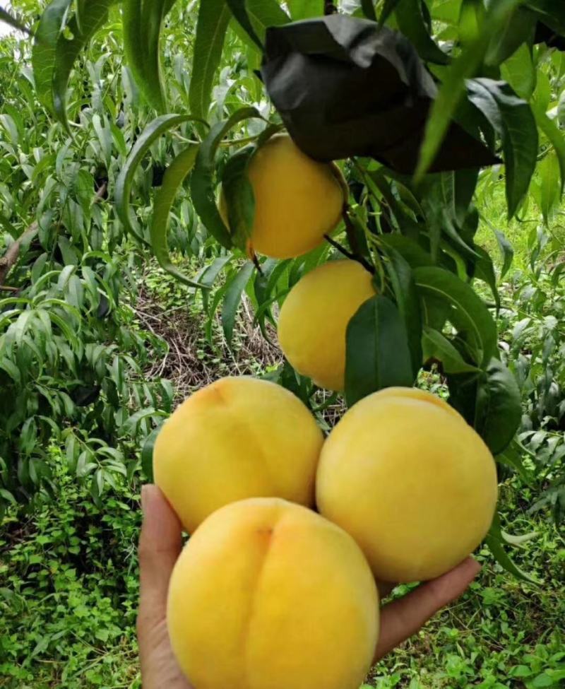 蒙阴蜜桃，大棚油桃上市口感甜蜜欢迎购买，对接市场商超