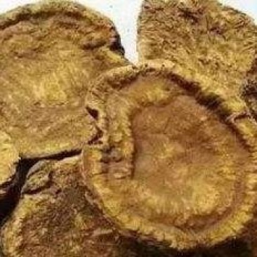 恩施马蹄大黄品质高含量高欢迎各位老板前来考察