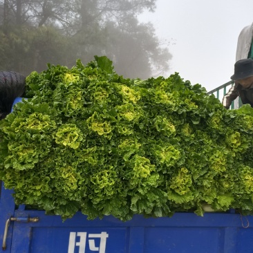 大白菜，秋绿，包菜，常年供货发往全国各地