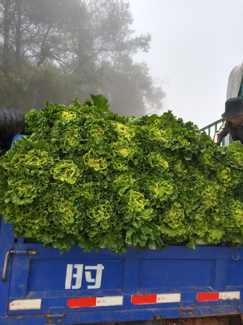 大白菜，秋绿，包菜，常年供货发往全国各地