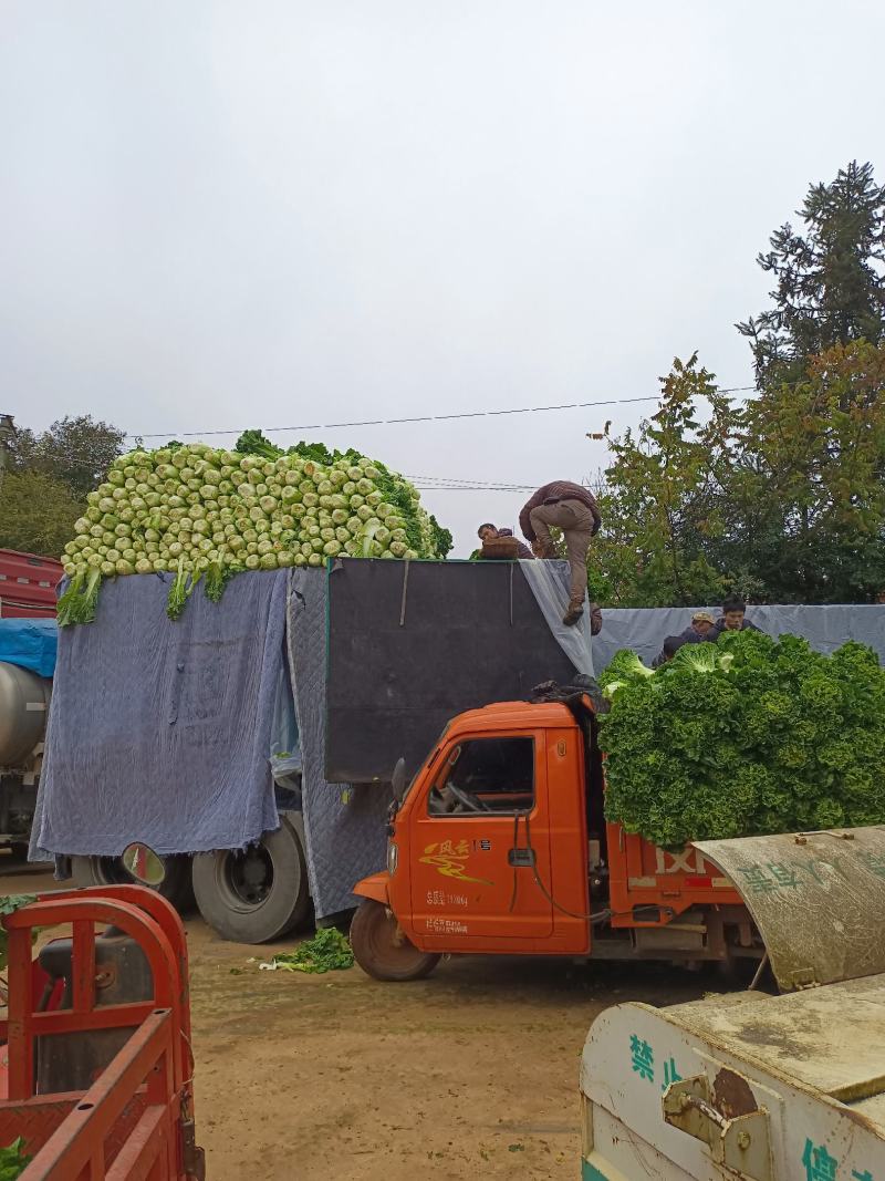大白菜，秋绿，包菜，常年供货发往全国各地