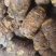 恩施马蹄大黄品质高含量高欢迎各位老板前来考察