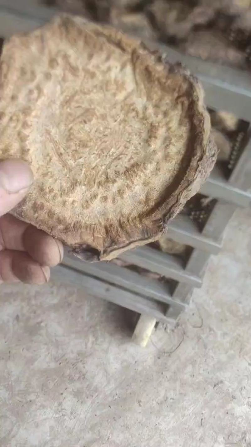 恩施马蹄大黄品质高含量高欢迎各位老板前来考察