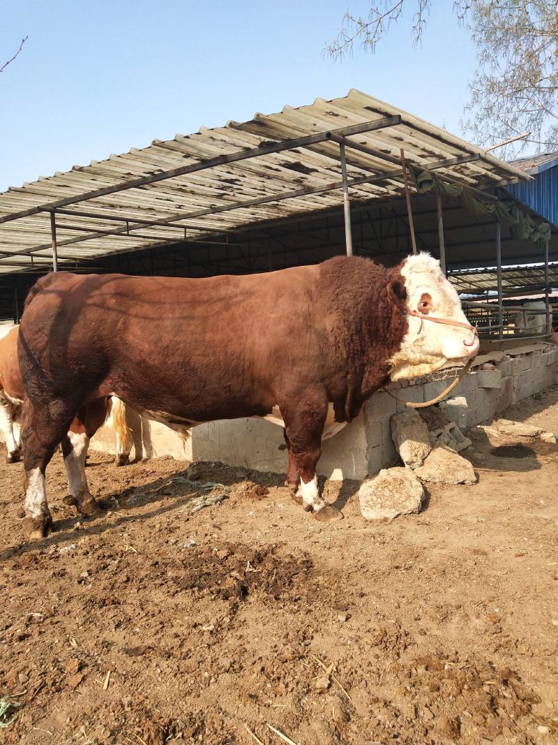 西门塔尔牛犊四川，西门塔尔牛牛犊广西，正规肉牛养殖基地