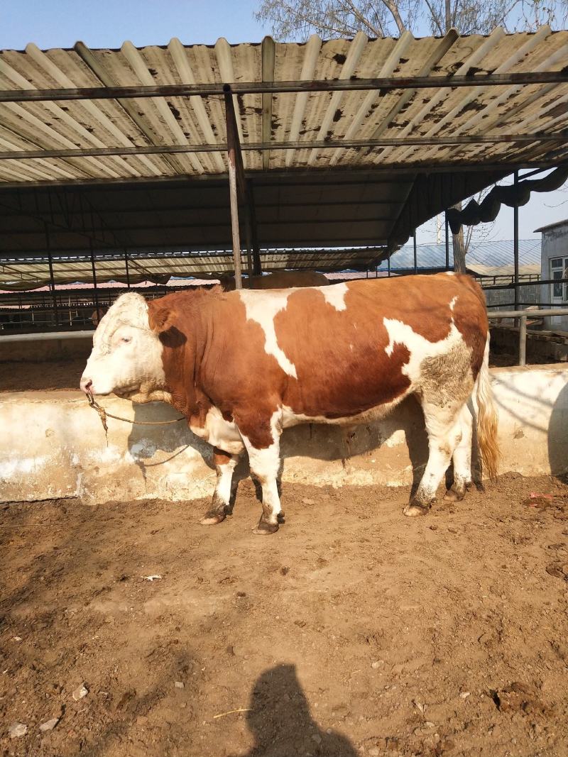 西门塔尔牛犊四川，西门塔尔牛牛犊广西，正规肉牛养殖基地