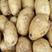 山东荷兰十五土豆山东土豆代收代发代加工全国发货
