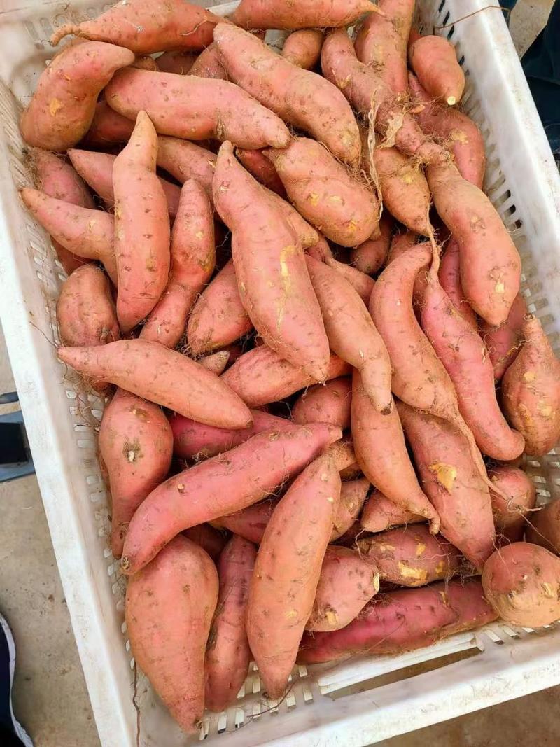 【红薯】山东红薯紫薯西瓜红种类齐全价格优惠代发全国
