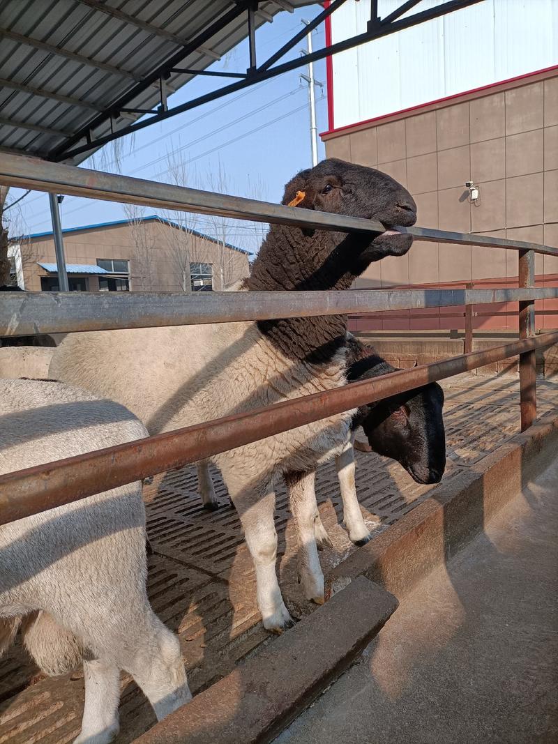 杜泊绵羊，纯种杜泊绵羊价格，杜泊绵羊养殖场，厂家直销