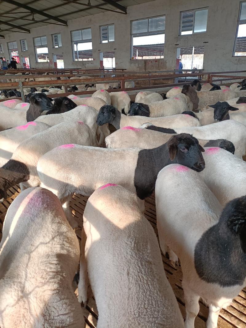 杜泊绵羊，纯种杜泊绵羊价格，杜泊绵羊养殖场，厂家直销