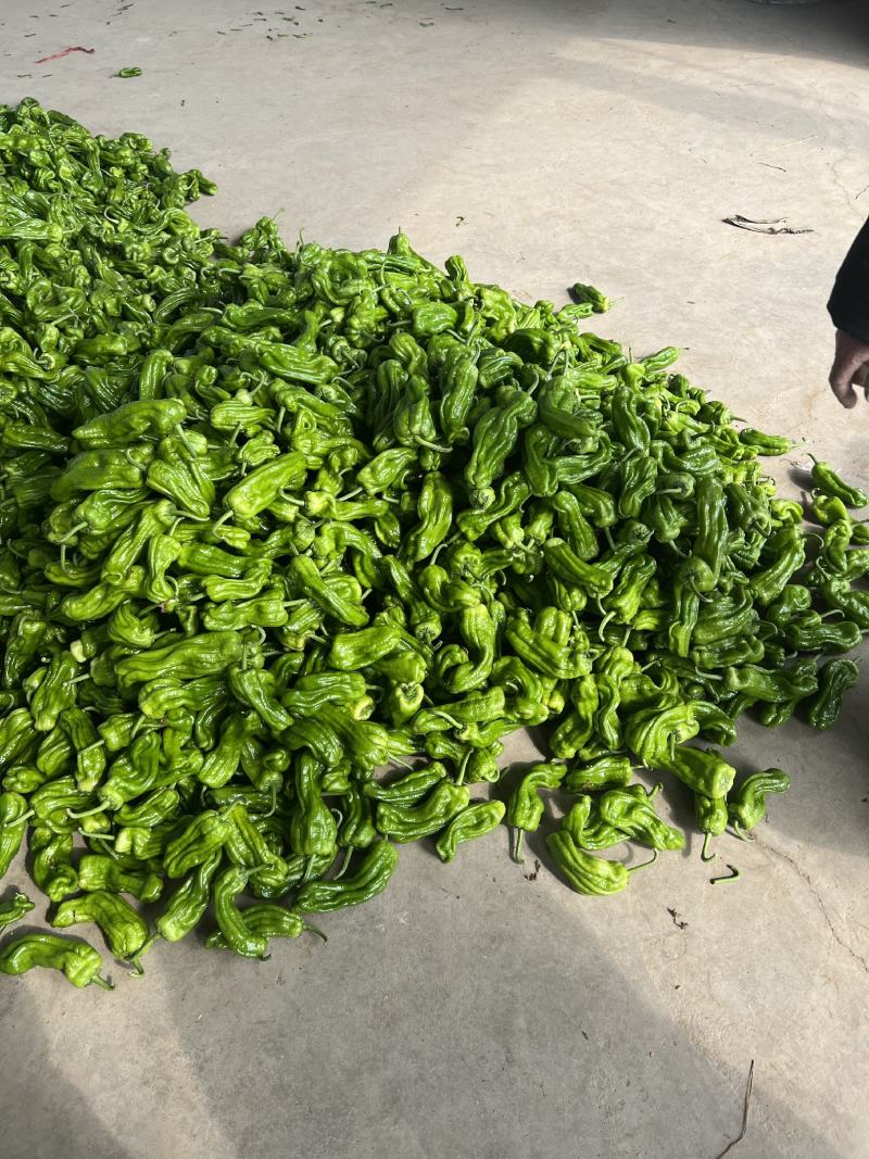 山东兰陵芜湖椒苏椒，电商货，一手货源！薄皮椒常年有货