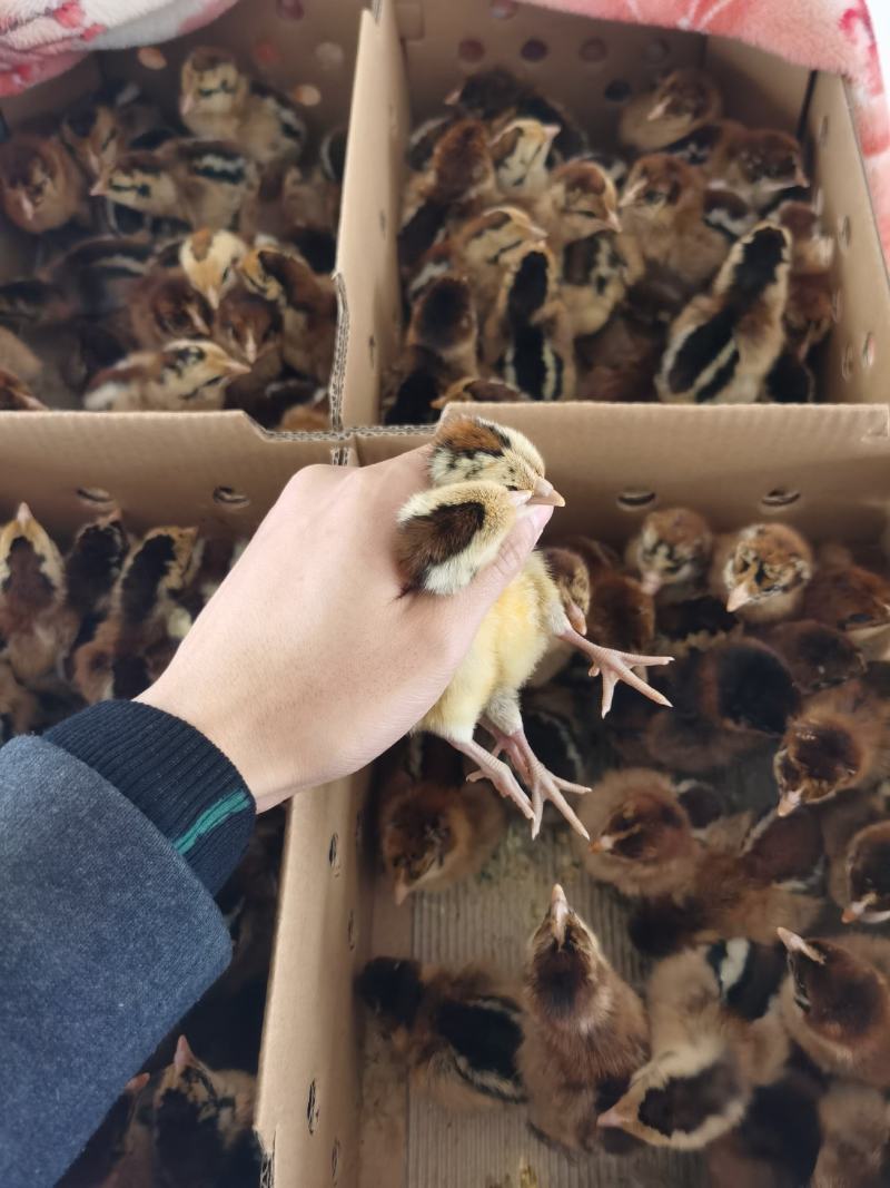 云南鸡苗-瑶鸡苗，黑瑶鸡苗，红瑶鸡苗，肉质鲜美，提供技术