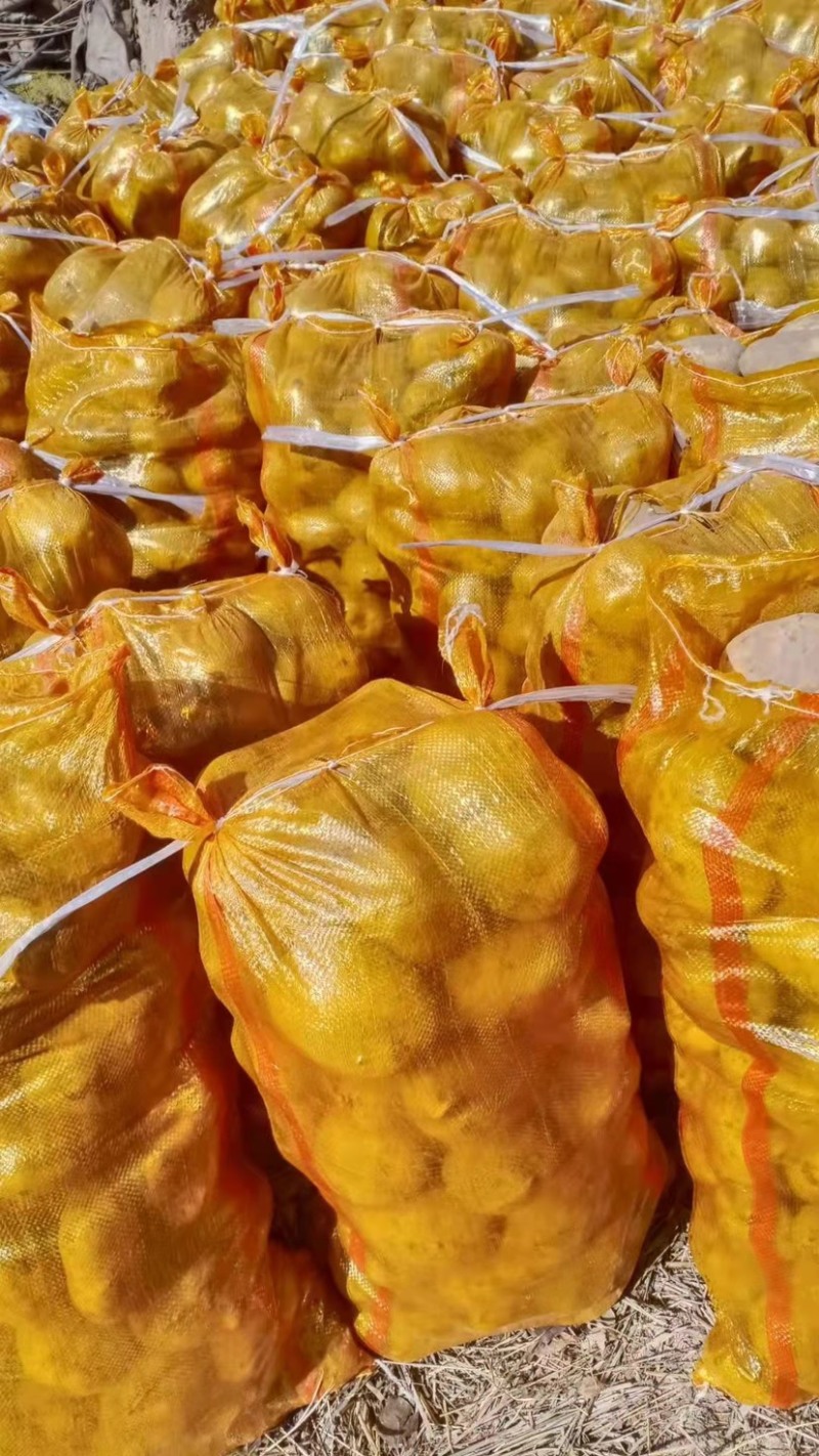 【推荐】甘肃土豆、定西陇十土豆批发.精选优质土豆发四川