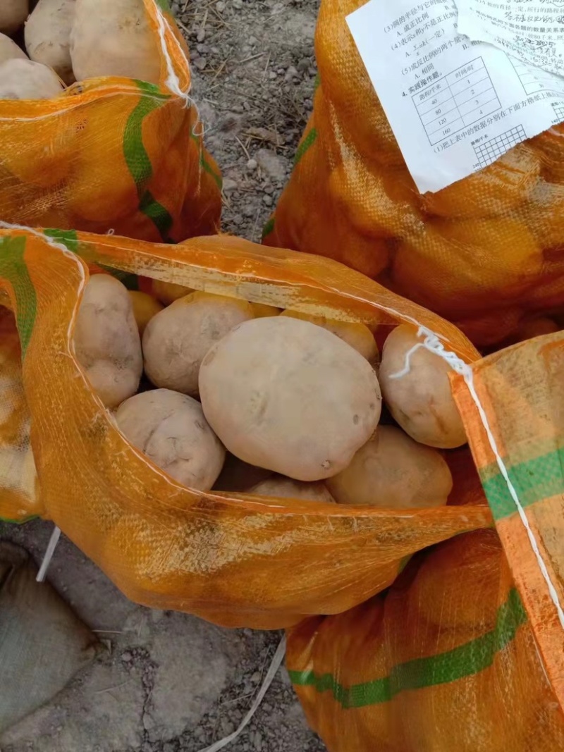 【推荐】甘肃土豆、定西陇十土豆批发.精选优质土豆发四川