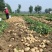 【推荐】甘肃土豆、定西陇十土豆批发.精选优质土豆发四川