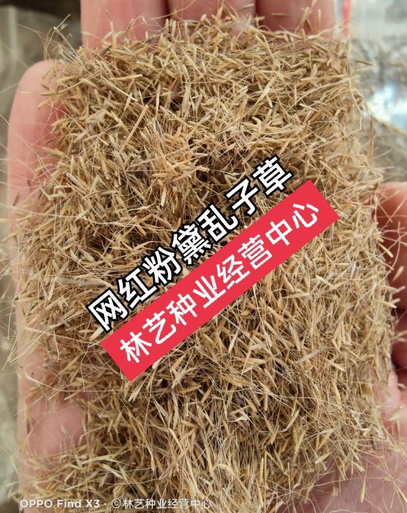 粉黛乱子草种子网红草粉色花种籽子毛芒多年生花种子景观花海