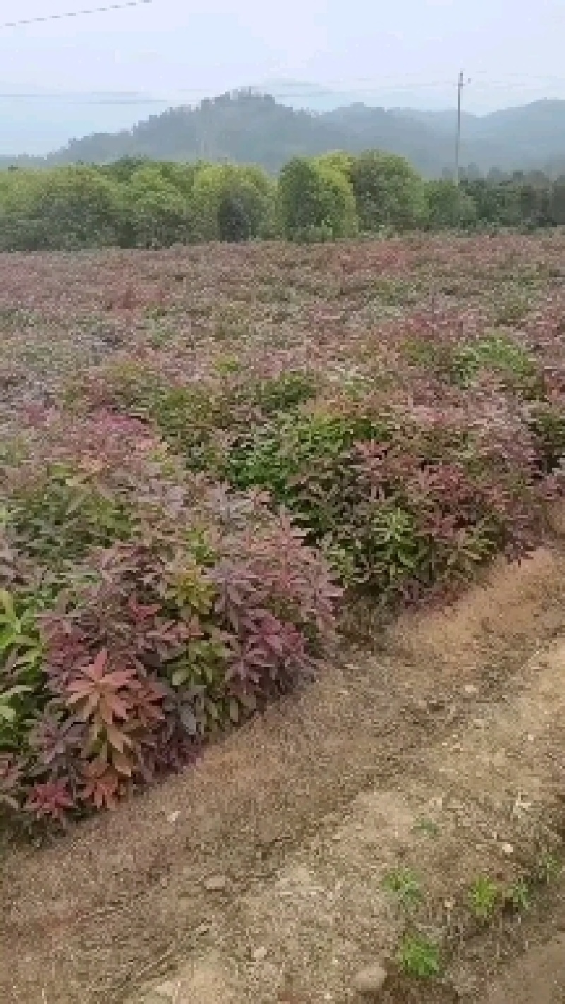 供应一年生木荷小苗，木荷1-4公分木荷大量出售