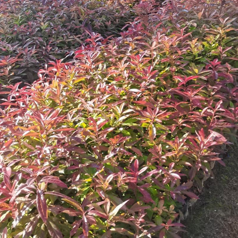 供应一年生木荷小苗，木荷1-4公分木荷大量出售