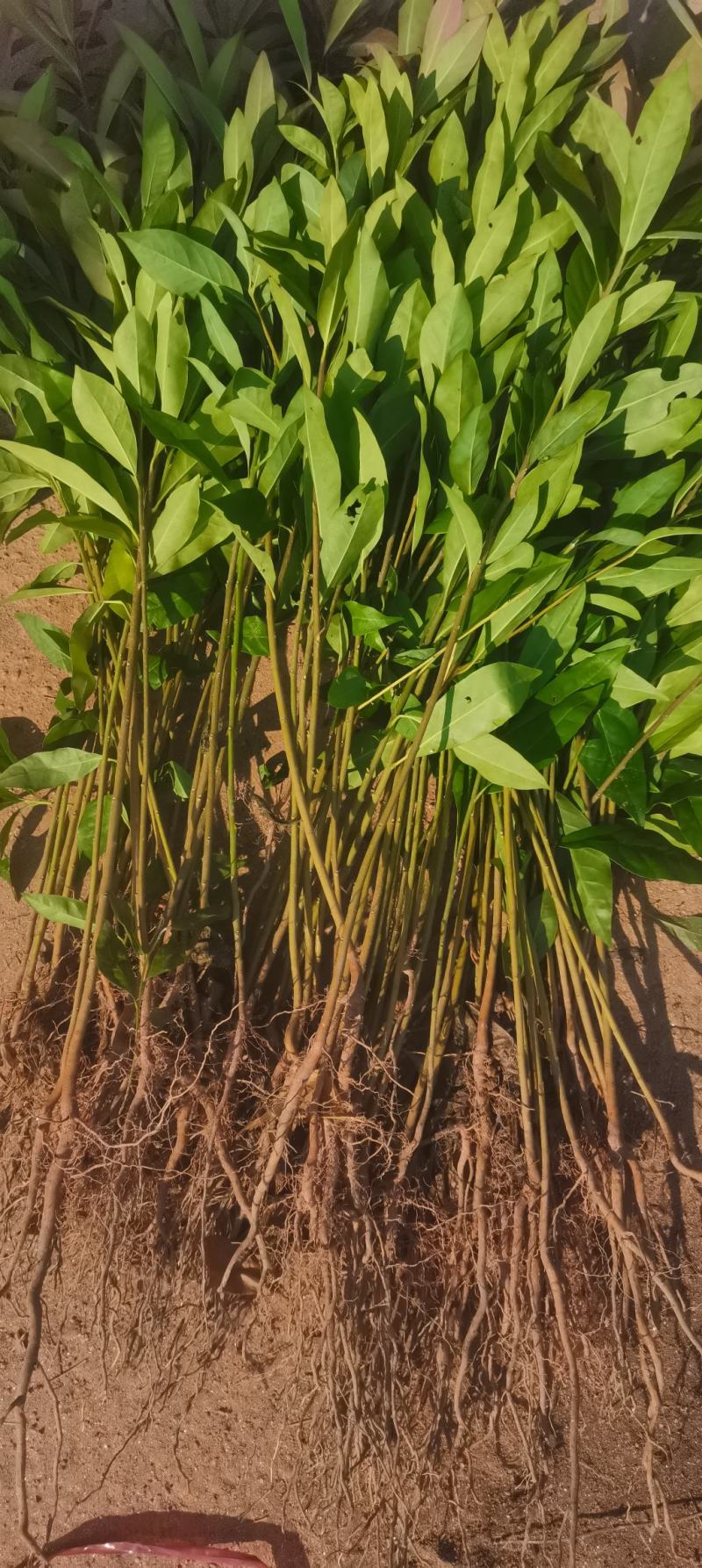 供应一年生木荷小苗，木荷1-4公分木荷大量出售