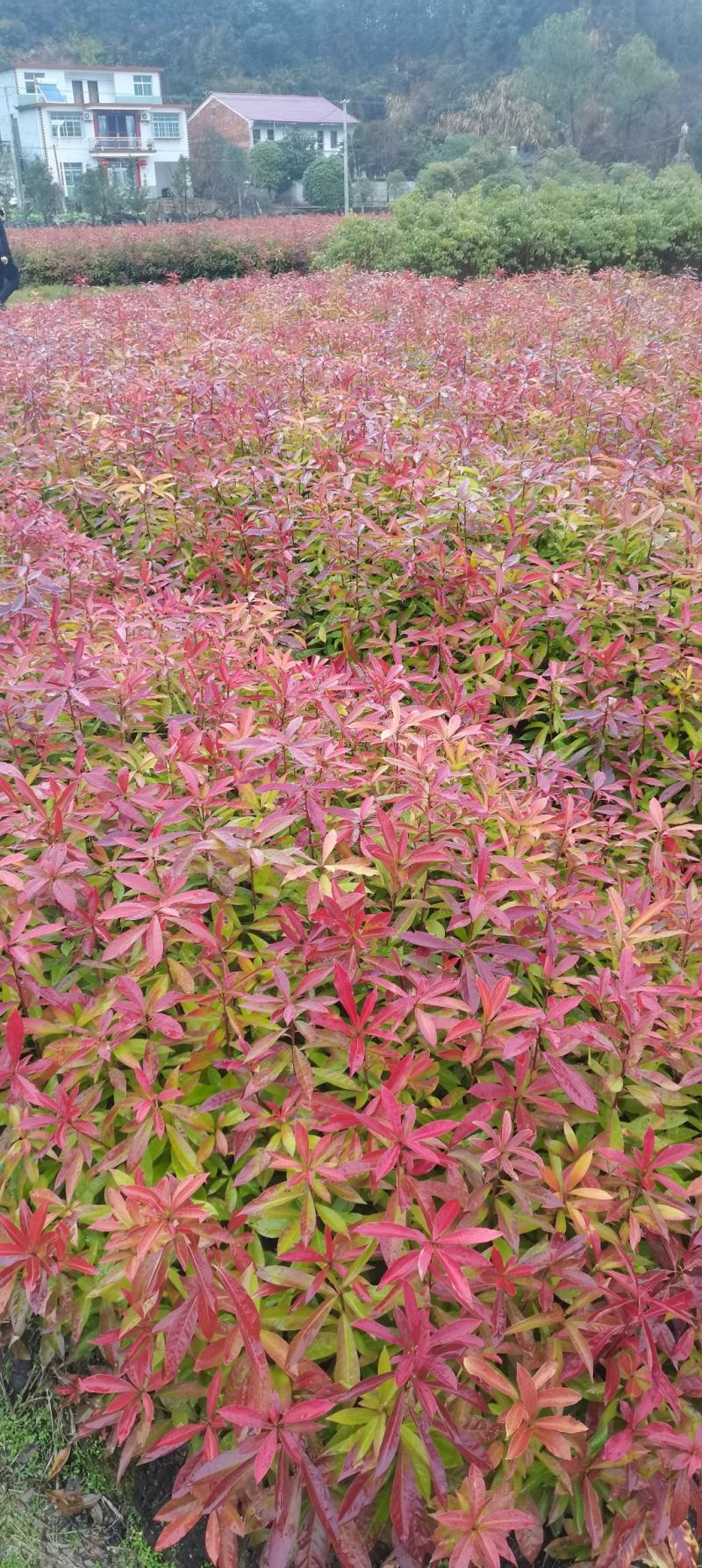 供应一年生木荷小苗，木荷1-4公分木荷大量出售