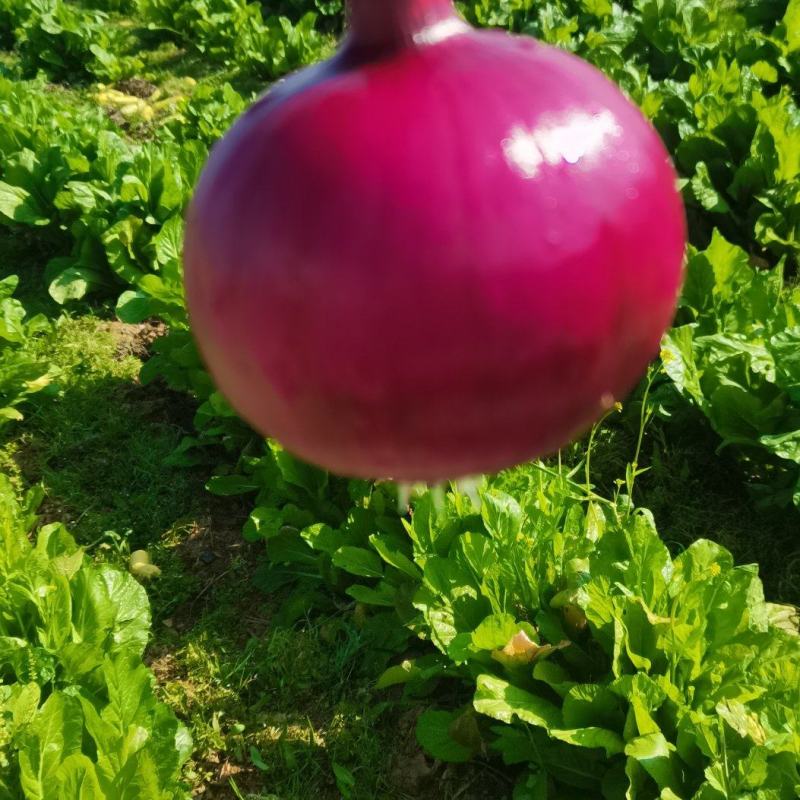 红皮洋葱