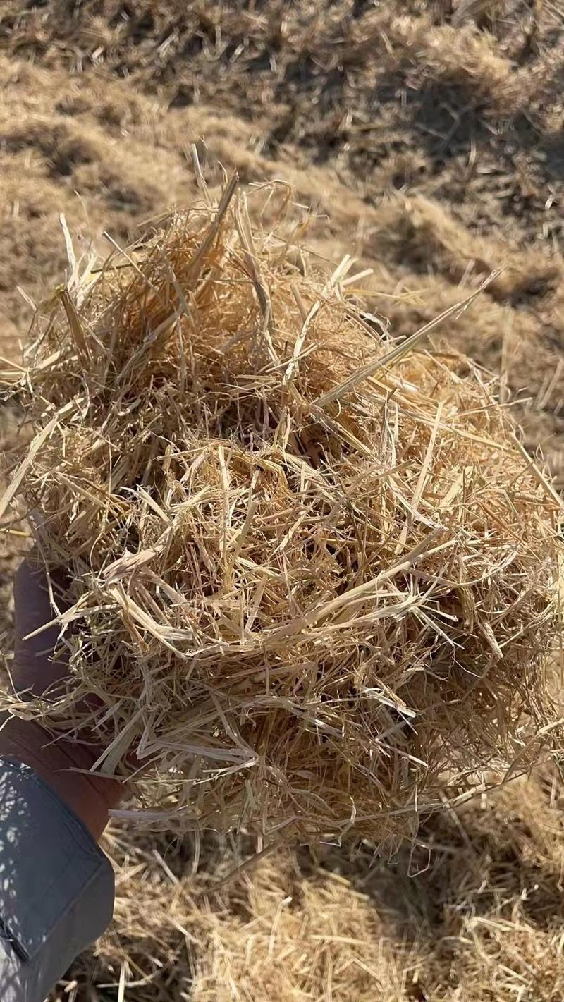 稻草小捆克拉斯铡段场地滚筒除尘、无土、无黑点。