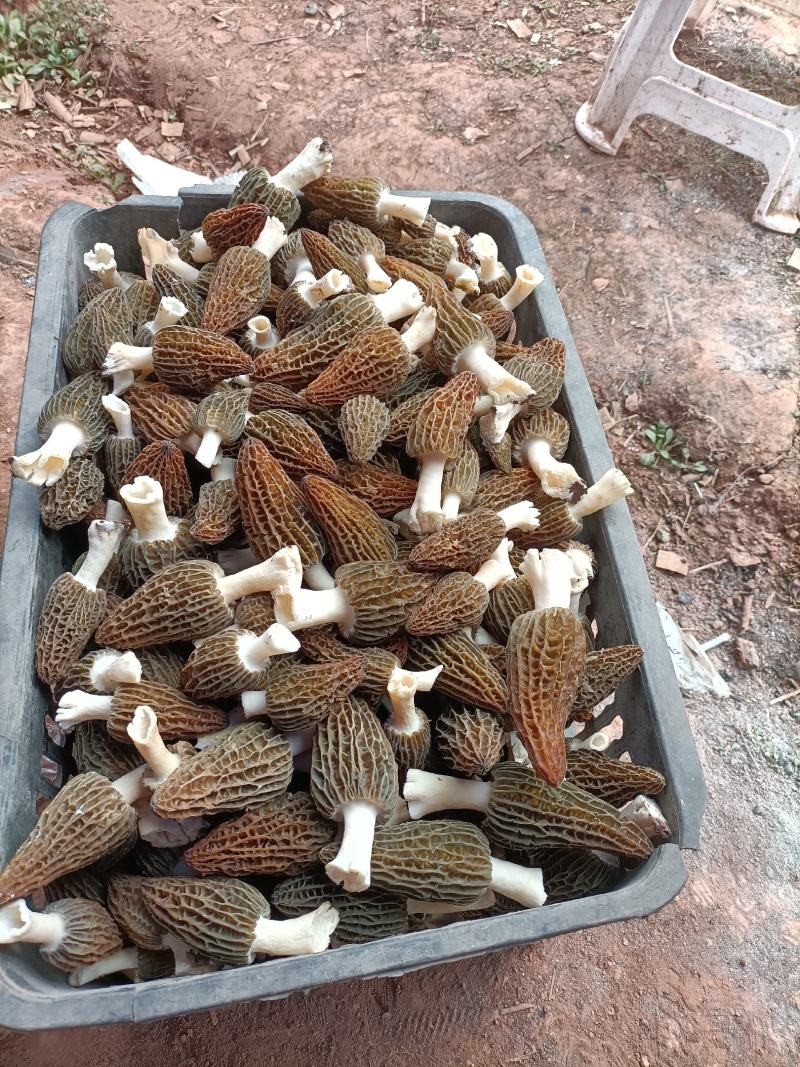 羊肚菌