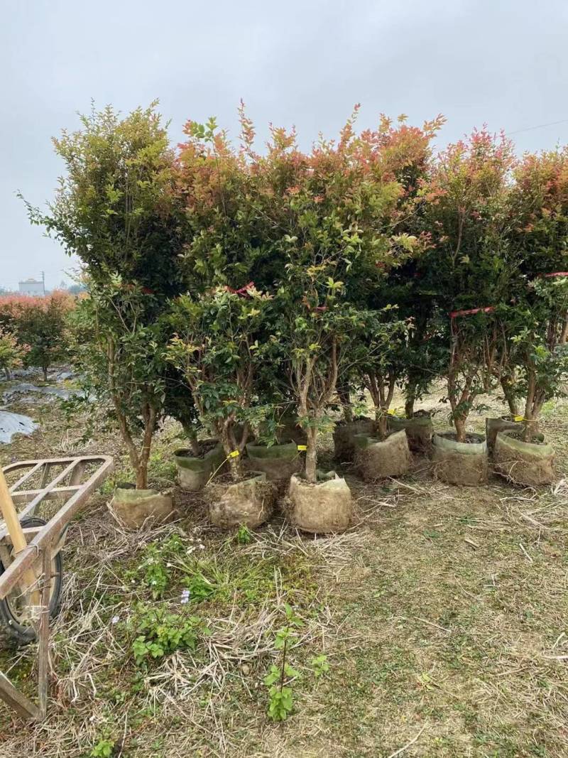 台湾沙巴嘉宝果，大量批发，欢迎各位老板来选购
