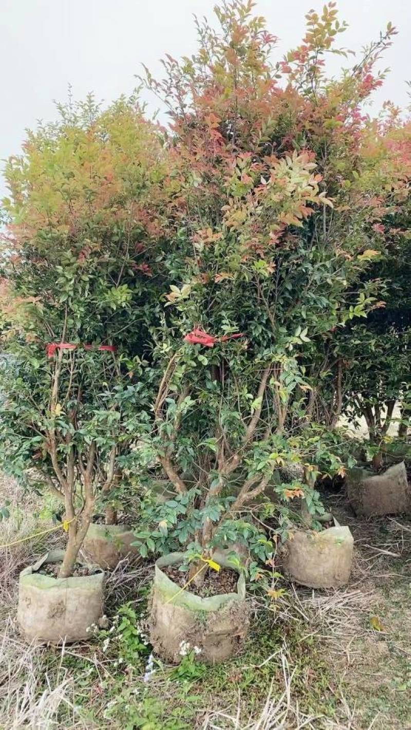 台湾沙巴嘉宝果，大量批发，欢迎各位老板来选购