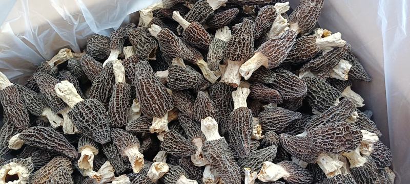 2022年羊肚菌干货新品，货源充足，产地直发，一手货源