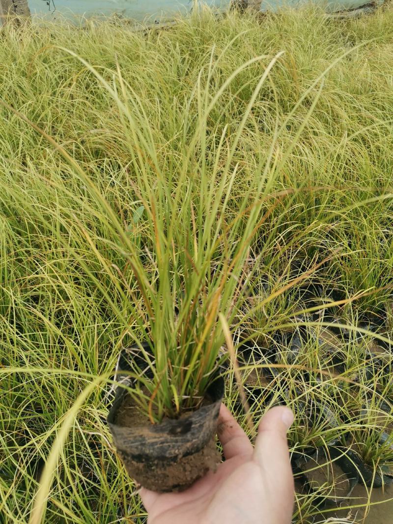 凤凰绿苔草优质苔草多年生耐寒地被草花