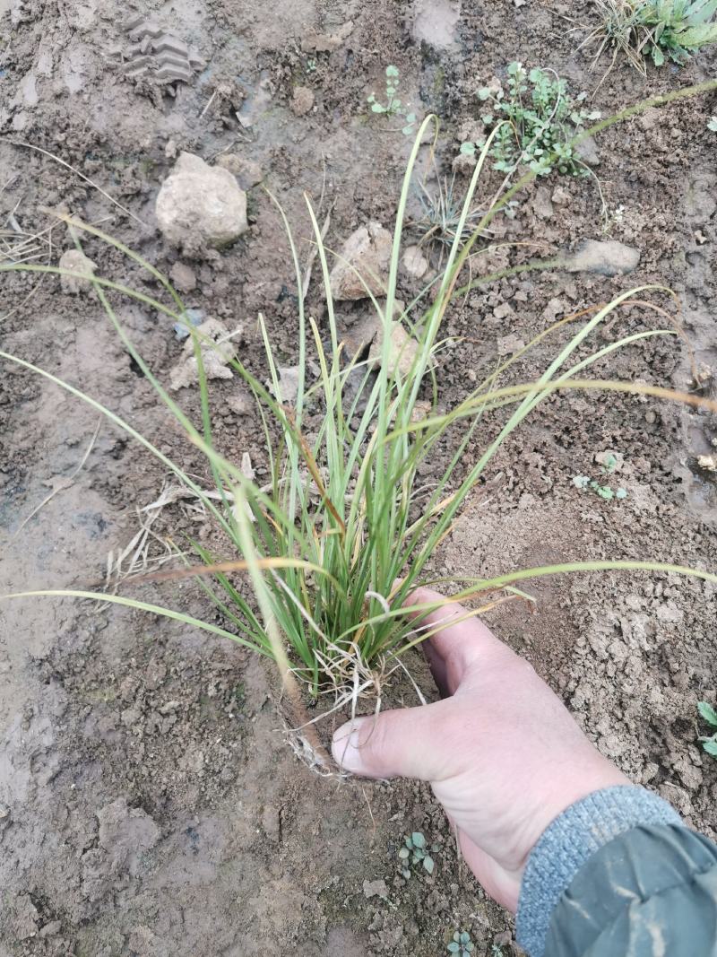 凤凰绿苔草优质苔草多年生耐寒地被草花