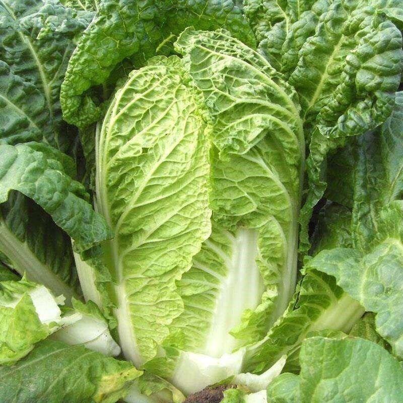 黄心大白菜，优质白菜，产地直发支持视频看货代发全国