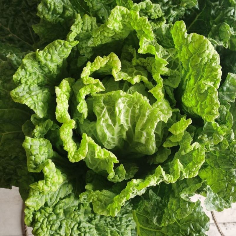 黄心大白菜，优质白菜，产地直发支持视频看货代发全国