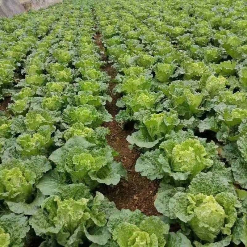 黄心大白菜，优质白菜，产地直发支持视频看货代发全国