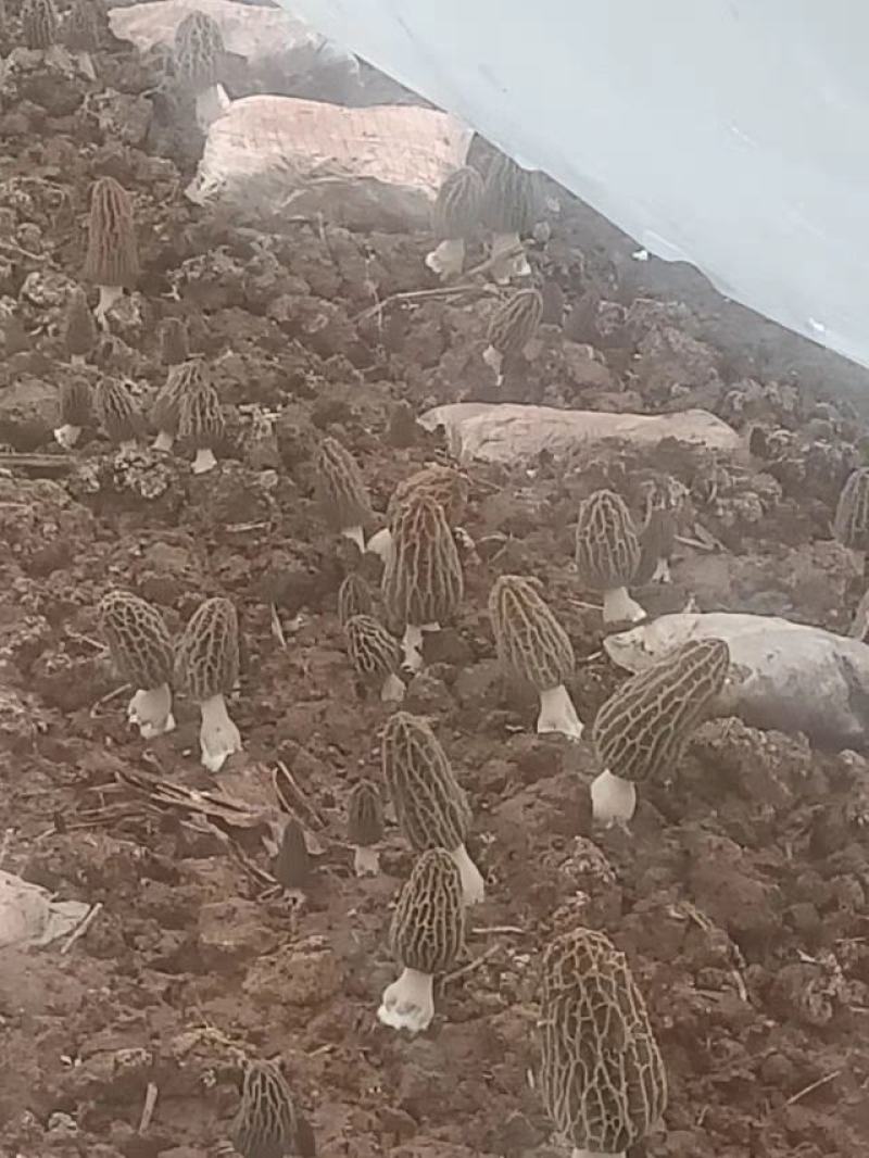 羊肚菌